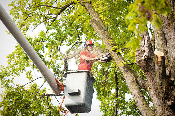 Best Commercial Tree Services  in Meiners Oaks, CA